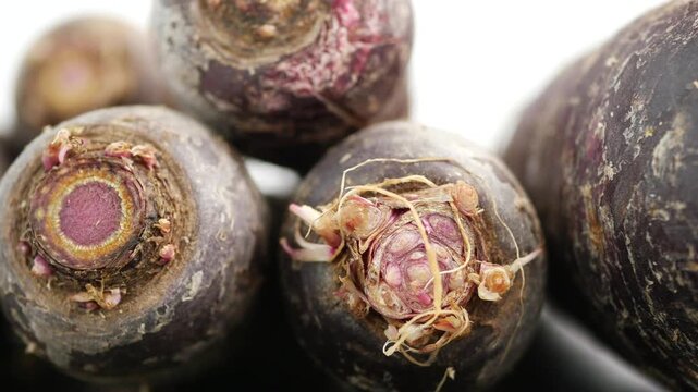 Black radishes on a white background 