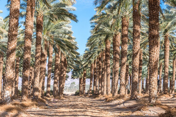 Plantation of date palms. It is iconic ancient plant, famous food crop and nowadays advanced...