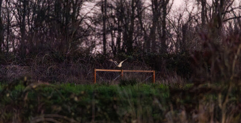 Obraz premium Short eared owl hunting at twilight in open grassland in Washington State, Pacific Northwest, USA. Wildlife action scene showing a wild owl during sunset in natural habitat with soft evening light.