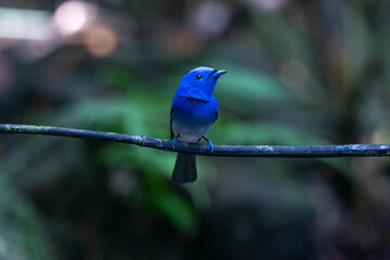 The black-naped monarch or black-naped blue flycatcher