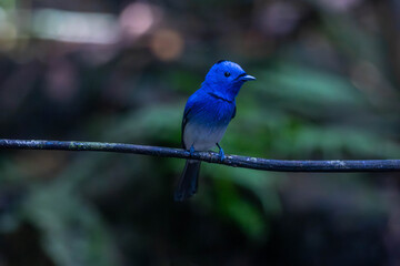 The black-naped monarch or black-naped blue flycatcher