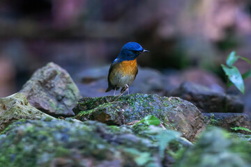 Obraz premium The Chinese blue flycatcher is a small passerine bird in the flycatcher family