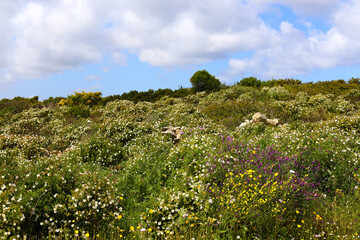 Beautiful landscape featuring white wild flowers blooming in a green field under a blue sky with big white fluffy clouds