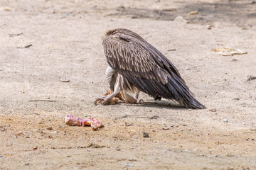 The Himalayan vulture is reportedly usually found in the high-altitude regions of the Himalayas