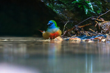 The pin-tailed parrotfinch (Erythrura prasina) is a common species of estrildid finch found in Southeast Asia
