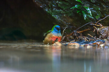 The pin-tailed parrotfinch (Erythrura prasina) is a common species of estrildid finch found in Southeast Asia