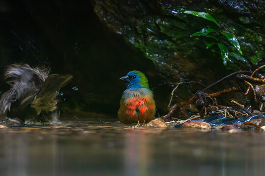 The pin-tailed parrotfinch (Erythrura prasina) is a common species of estrildid finch found in Southeast Asia
