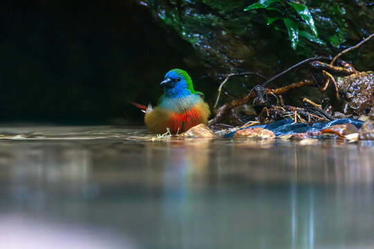 The pin-tailed parrotfinch (Erythrura prasina) is a common species of estrildid finch found in Southeast Asia