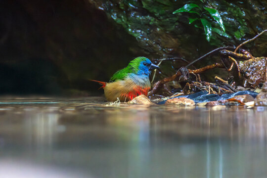 The pin-tailed parrotfinch (Erythrura prasina) is a common species of estrildid finch found in Southeast Asia