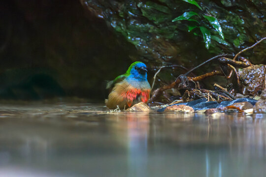 The pin-tailed parrotfinch (Erythrura prasina) is a common species of estrildid finch found in Southeast Asia