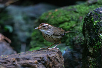 The puff-throated babbler or spotted babbler