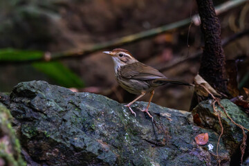 The puff-throated babbler or spotted babbler