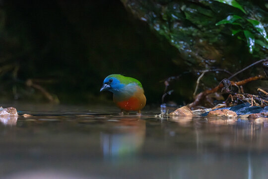 The pin-tailed parrotfinch (Erythrura prasina) is a common species of estrildid finch found in Southeast Asia