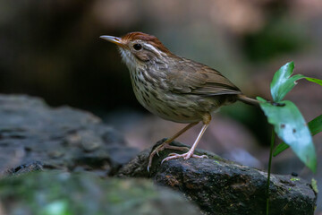 The puff-throated babbler or spotted babbler