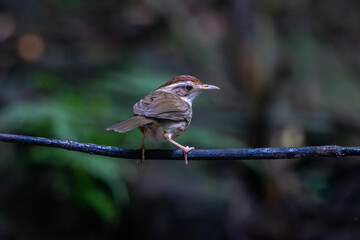 The puff-throated babbler or spotted babbler