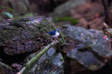 Siberian blue robin (Larvivora cyane) is a small passerine bird