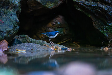 Siberian blue robin (Larvivora cyane) is a small passerine bird