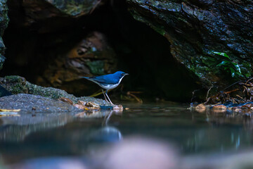 Siberian blue robin (Larvivora cyane) is a small passerine bird