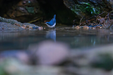 Siberian blue robin (Larvivora cyane) is a small passerine bird