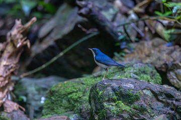 Siberian blue robin (Larvivora cyane) is a small passerine bird