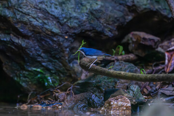 Siberian blue robin (Larvivora cyane) is a small passerine bird