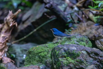 Siberian blue robin (Larvivora cyane) is a small passerine bird