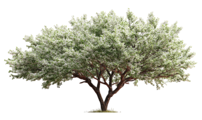 Blossoming tree. White petals. Brown trunk. Isolated.