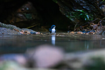 Siberian blue robin (Larvivora cyane) is a small passerine bird