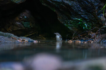 Siberian blue robin (Larvivora cyane) is a small passerine bird