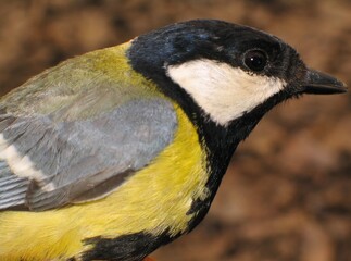 Obraz premium Great Tit - Parus major