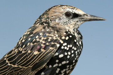Obraz premium European Starling - Sturnus vulgaris