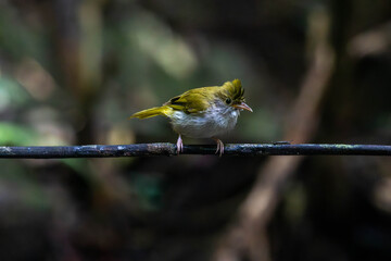 white-bellied erpornis or simply erpornis is a species of bird