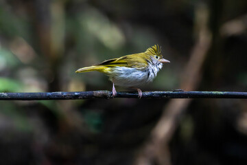 white-bellied erpornis or simply erpornis is a species of bird