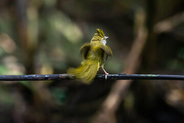 white-bellied erpornis or simply erpornis is a species of bird