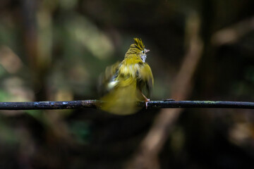 white-bellied erpornis or simply erpornis is a species of bird