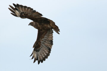 Obraz premium Steppe (Common) Buzzard (Buteo buteo vulpinus) taking off