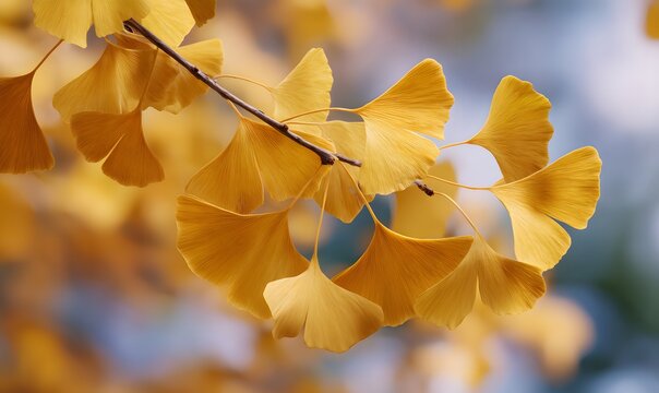 ginkgo tree autumn leaves, vibrant golden-yellow color, soft natural lighting