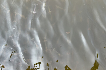 Shrimp is swimming, fresh shrimp