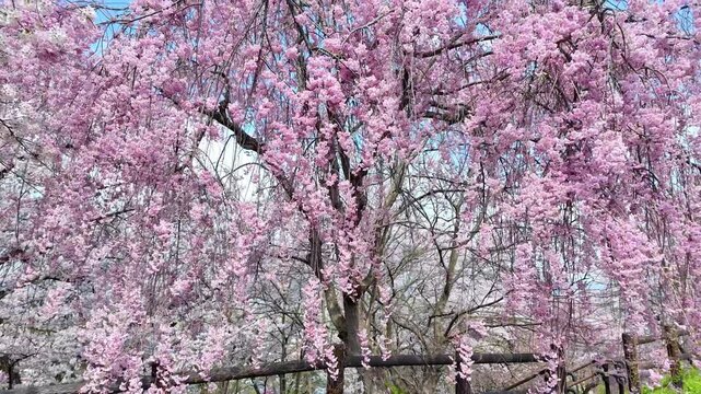 beautiful Spring day, sakura Cherry blossom against blue sky in park, Shidarezakura Weeping Cherry blooming in sunshine day. Japan Travel background, template and wallpaper for spring season