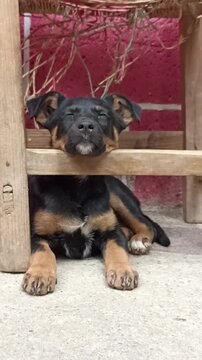 Playful Black and Tan Puppy Chewing Toy and Exploring Outdoor Patio