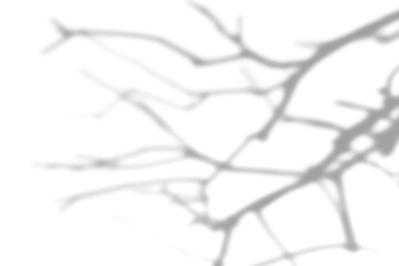 Obraz premium Dried branch shade design element