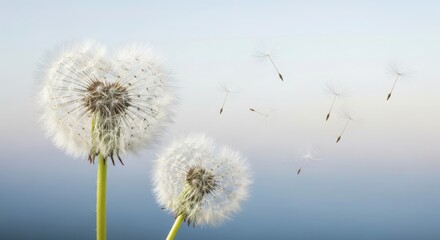 Close-up of two white fluffy dandelion seed heads with seeds blowing away against a soft blue sky
