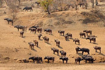 Large herd of African buffaloes (Syncerus caffer), Kruger National Park, South Africa