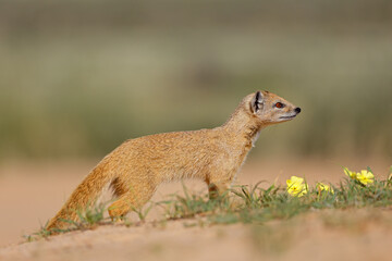 An alert yellow mongoose (Cynictus penicillata) in natural habitat, Kalahari desert, South Africa