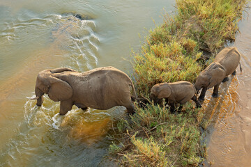 African elephant (Loxodonta africana) cow with calves walking in a river, Kruger National Park, South Africa