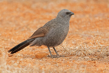 An apostlebird (Struthidea cinerea) perched on the ground, Australia