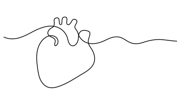 Human heart, animated self drawing of single continuous line, continuous contour movement, Animation video drawing, Human heart with blood vessels one line art, Full length 4K video