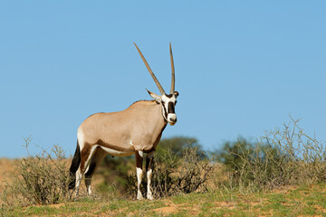 A gemsbok antelope (Oryx gazella) standing on a sand dune, Kalahari desert, South Africa
