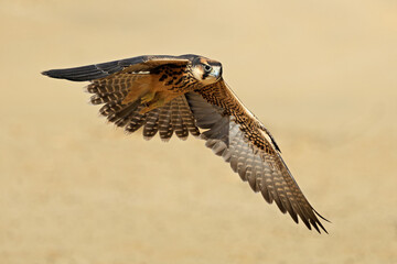 A lanner falcon (Falco biarmicus) in flight with outstretched wings, South Africa