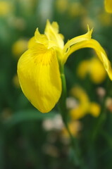 【京都】勧修寺の池に咲く花菖蒲